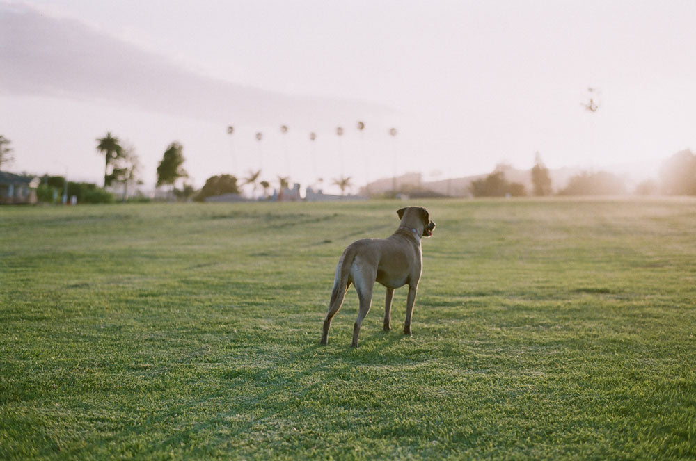 Fujifilm 200, 35mm, Color Film