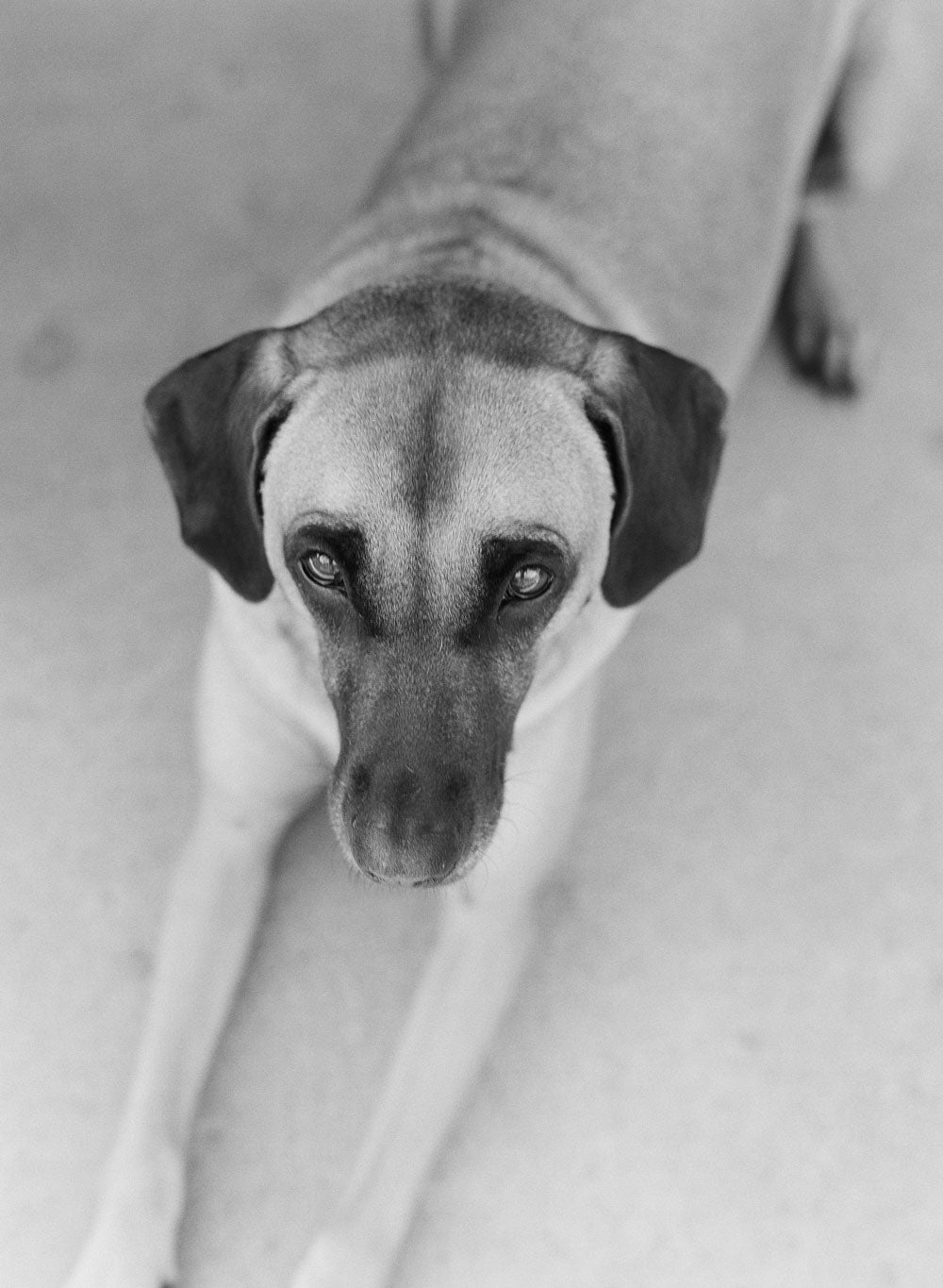 Ilford Delta Pro 400, 35mm, 36 Exp., Black & White Film